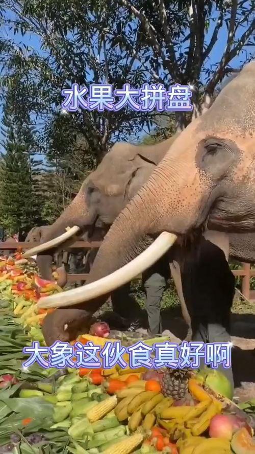 大象的搞笑电影,憨态可掬的巨兽闹翻天