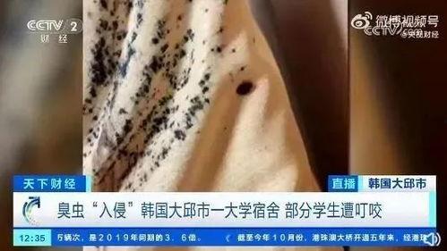 臭虫咬人后图片,一张图带你了解其特征与防治方法