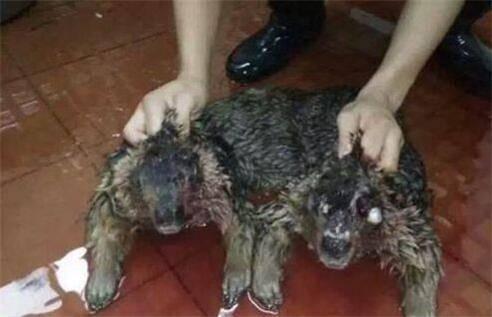 图片水猴子,探寻水猴子的神秘面纱