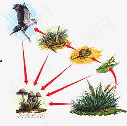 食物链的资料,生态系统中能量流转的奥秘解析